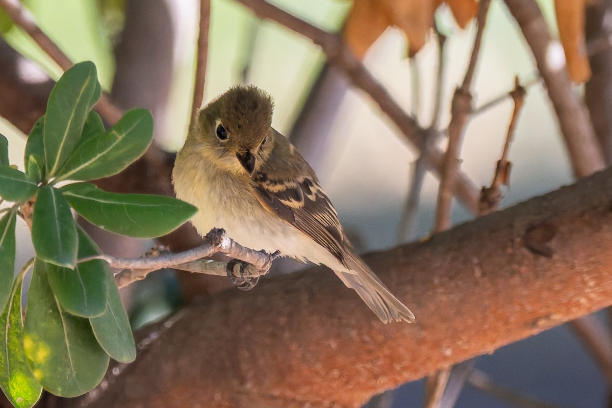 Western Flycatcher (Pacific-slope) - ML643572860