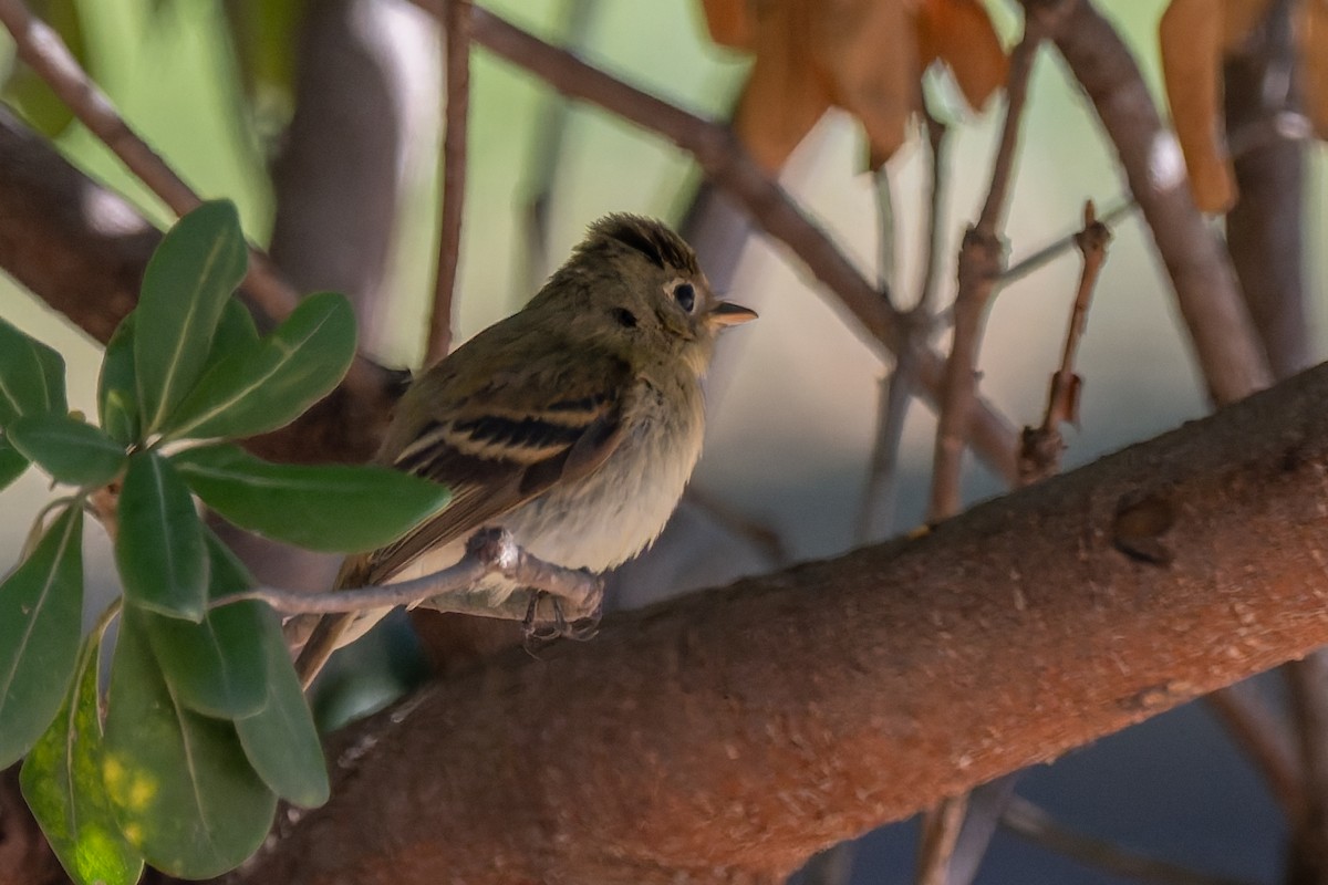 Western Flycatcher (Pacific-slope) - ML643572862