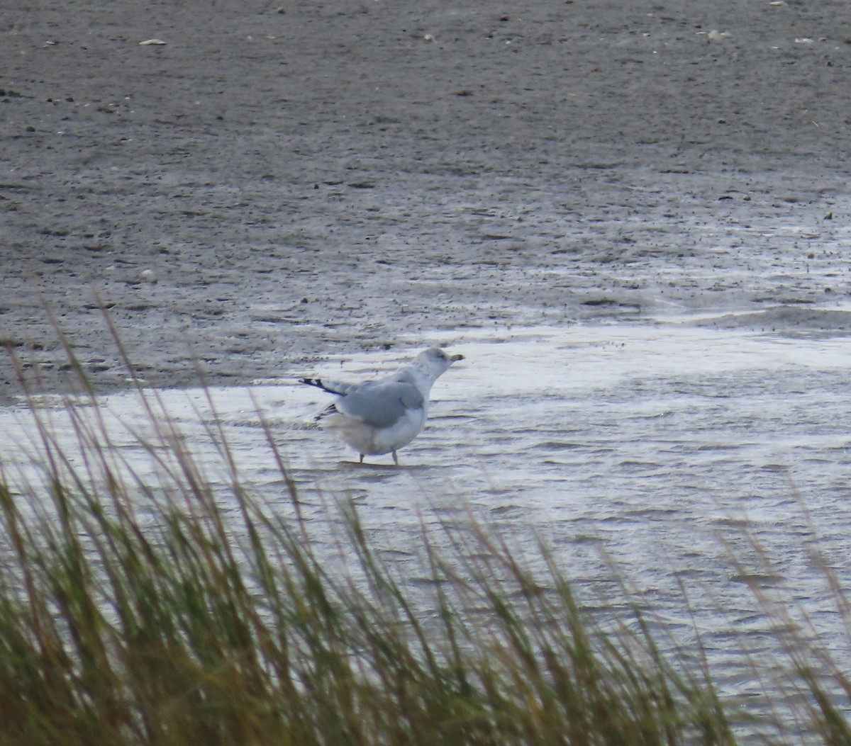 Goéland à bec cerclé - ML643572893