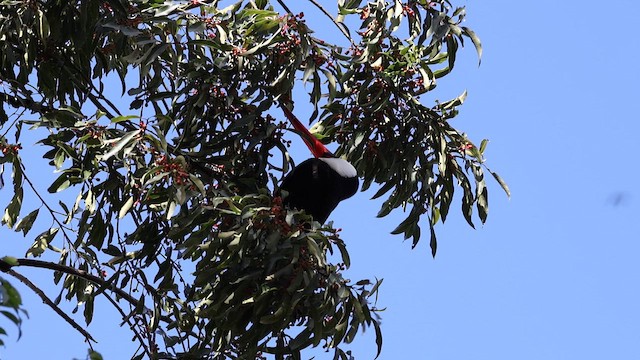 Toco Toucan - ML643572896