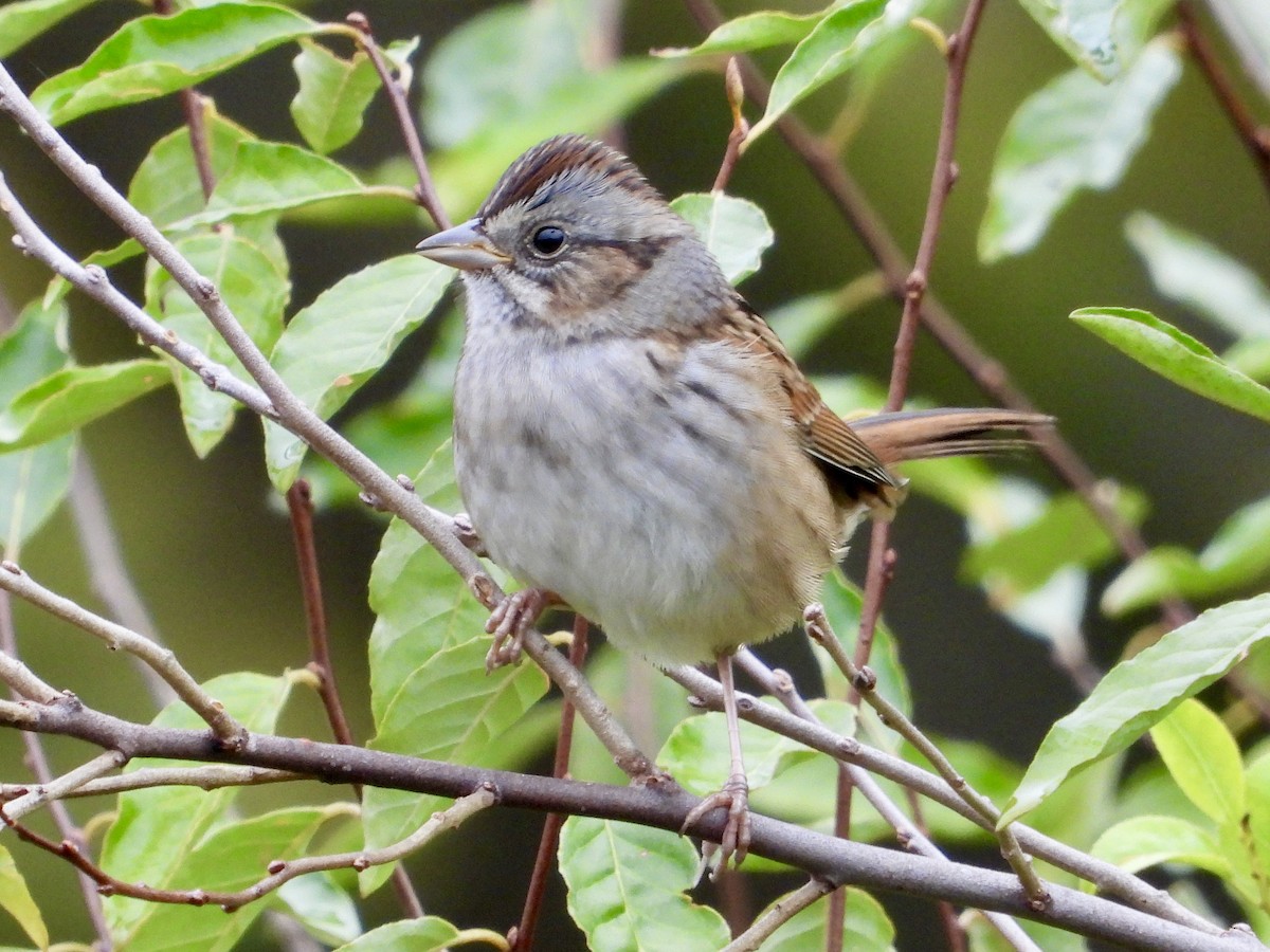 Swamp Sparrow - ML643572912
