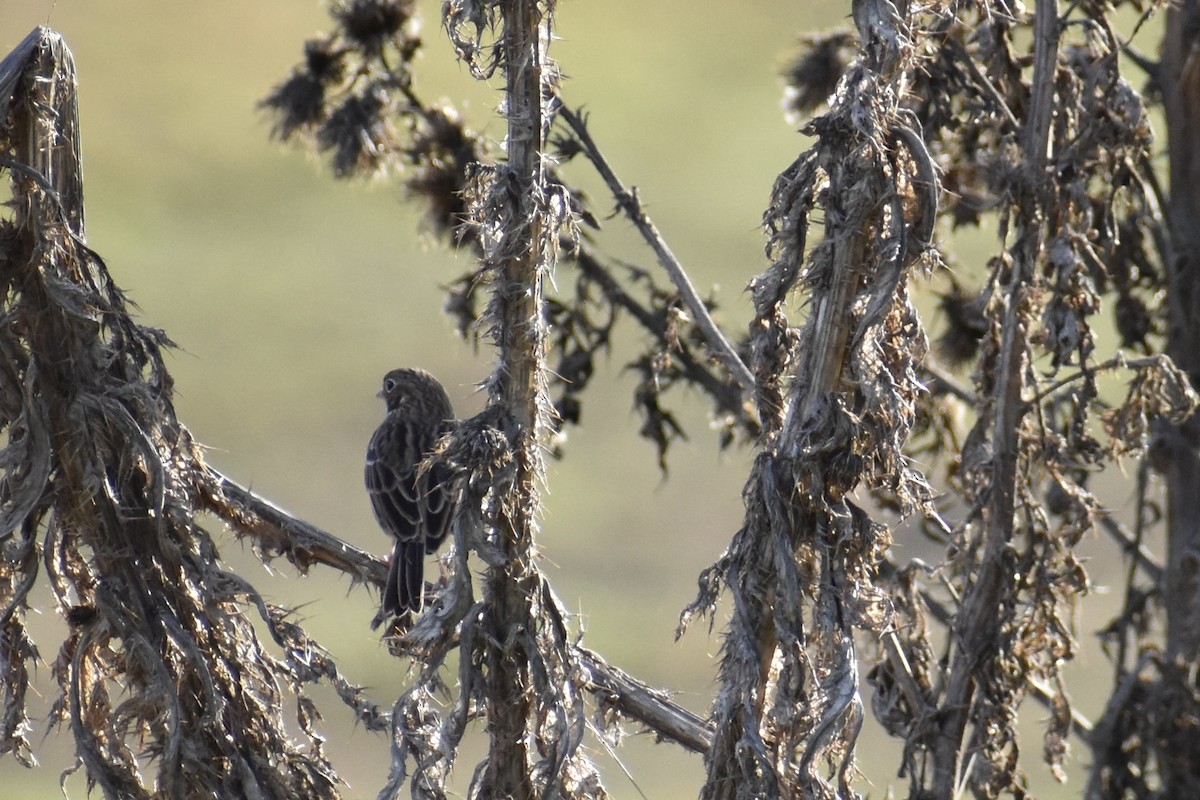 Vesper Sparrow - ML643572913