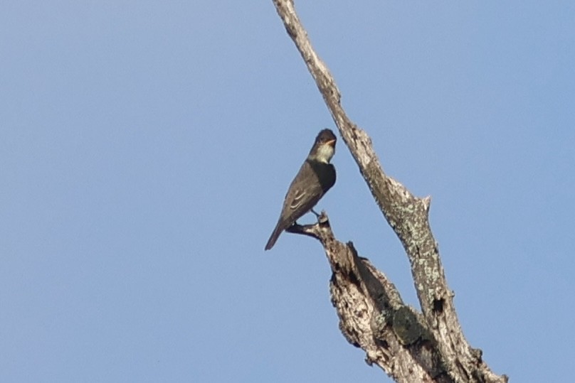 ナキヒタキモドキ - ML643572916