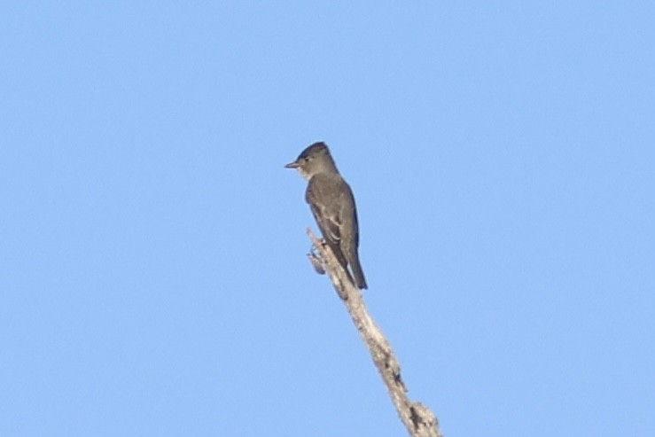 ナキヒタキモドキ - ML643572917