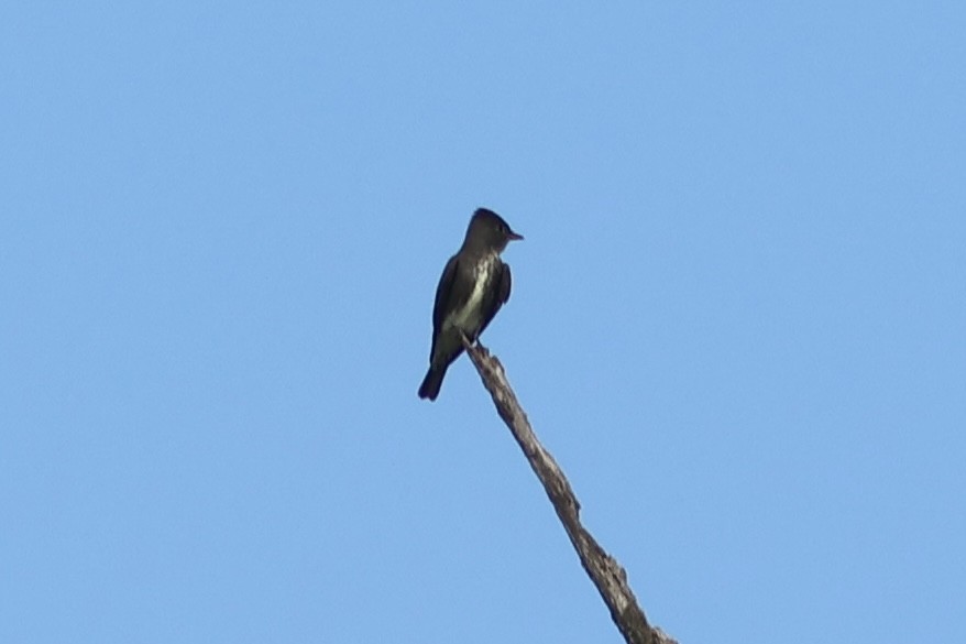 ナキヒタキモドキ - ML643572918