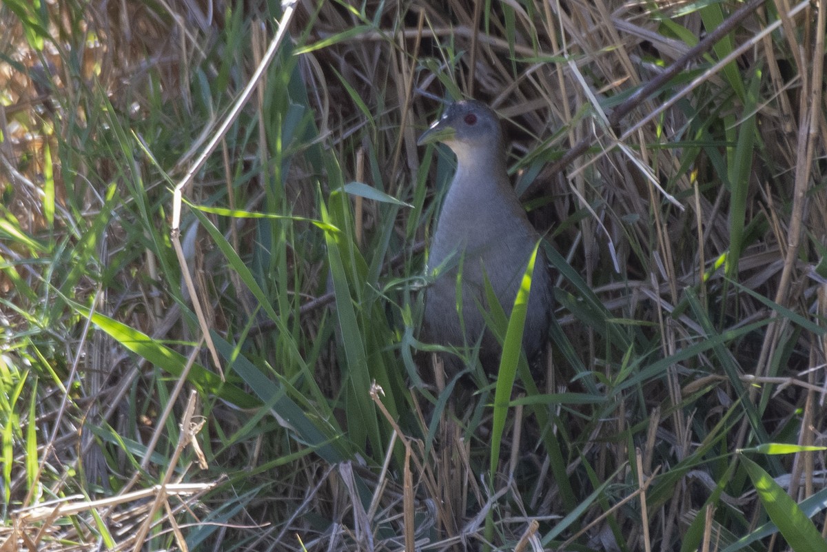 Ash-throated Crake - ML643572919