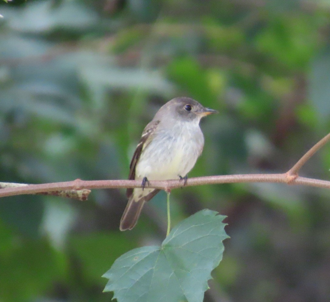 Eastern Wood-Pewee - ML643572927