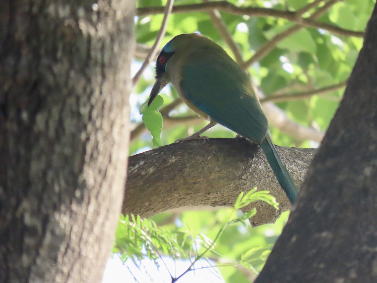 Amazonian Motmot - ML643572932