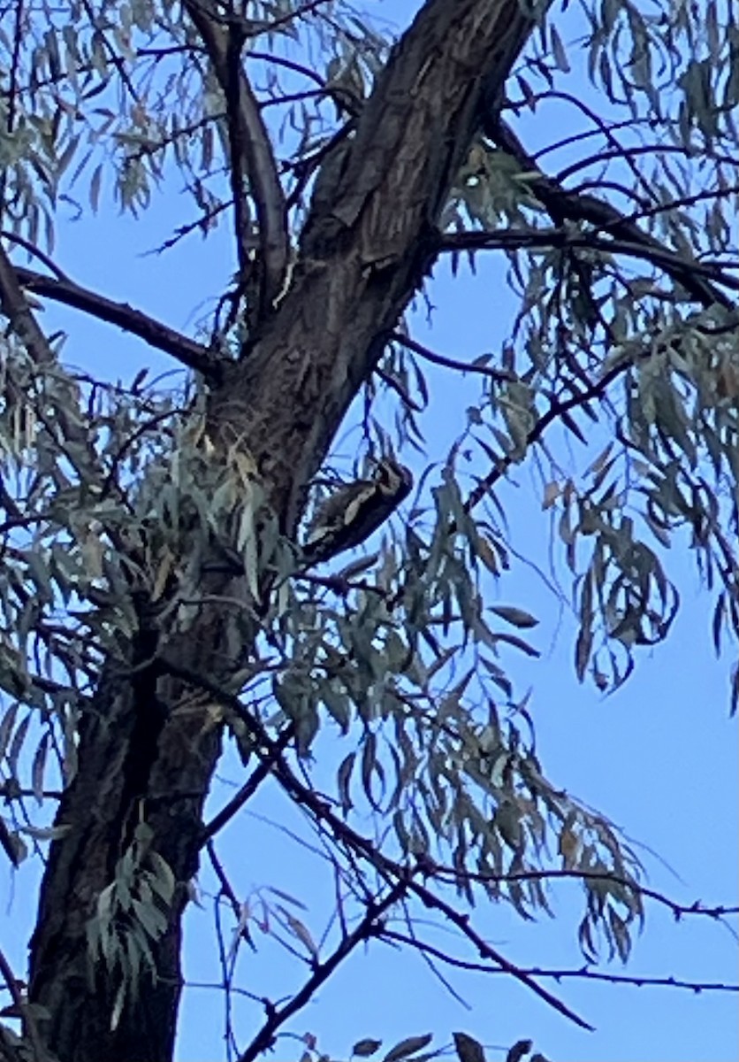 Red-naped Sapsucker - ML643572953