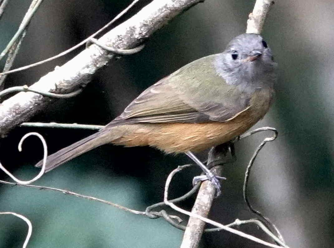 Gray-hooded Flycatcher - ML643572971