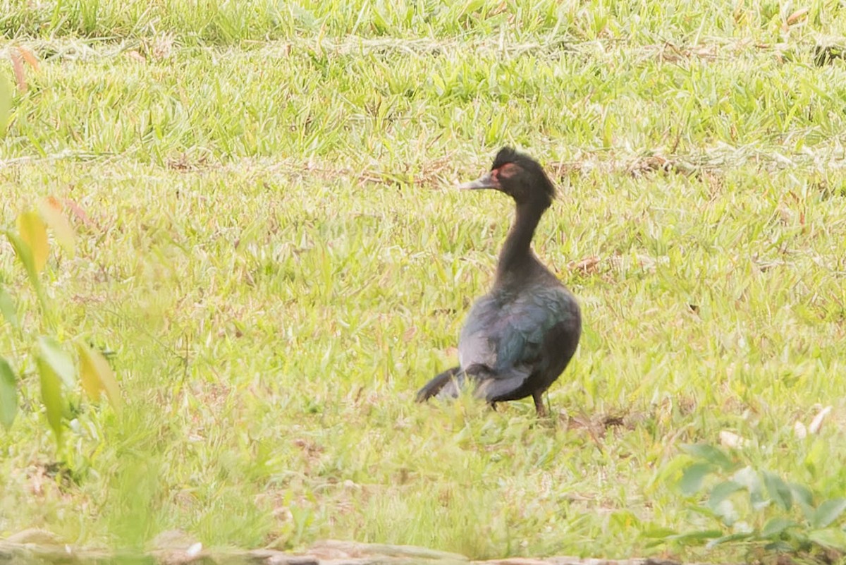 Muscovy Duck - ML643572996