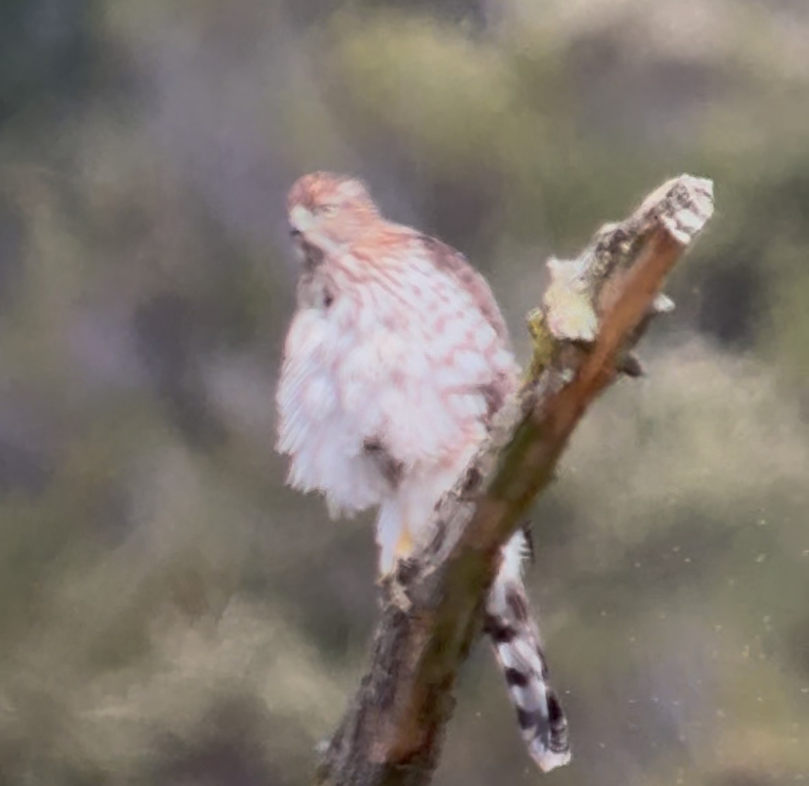 Sharp-shinned/Cooper's Hawk - ML643572997
