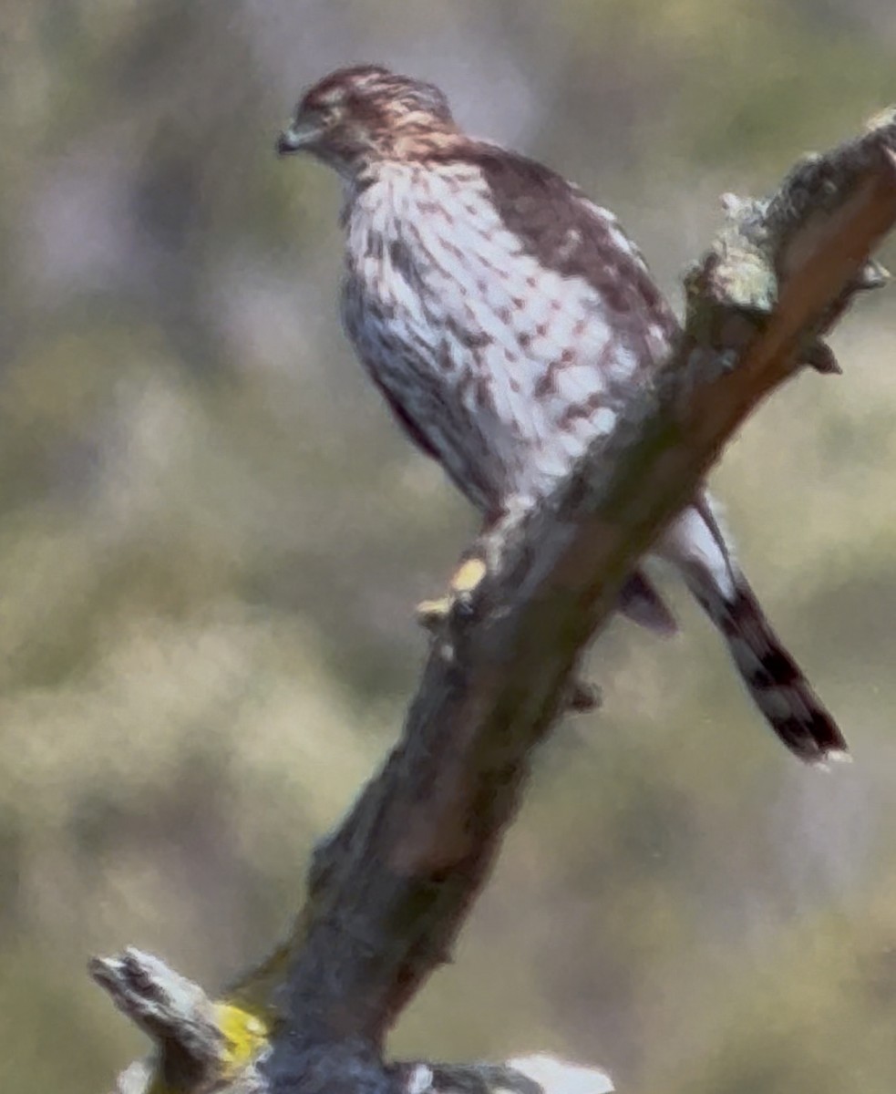 Sharp-shinned/Cooper's Hawk - ML643572998