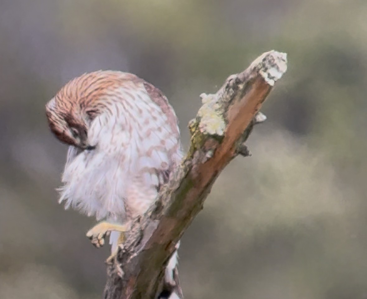 Sharp-shinned/Cooper's Hawk - ML643572999
