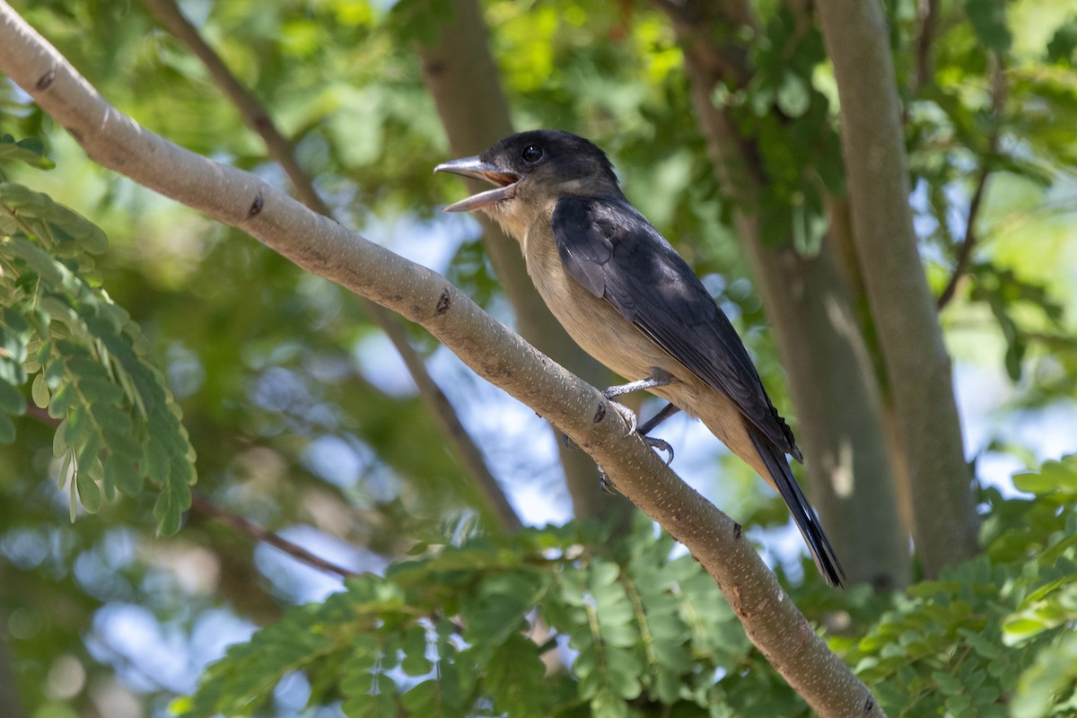 Crested Becard - ML643573003