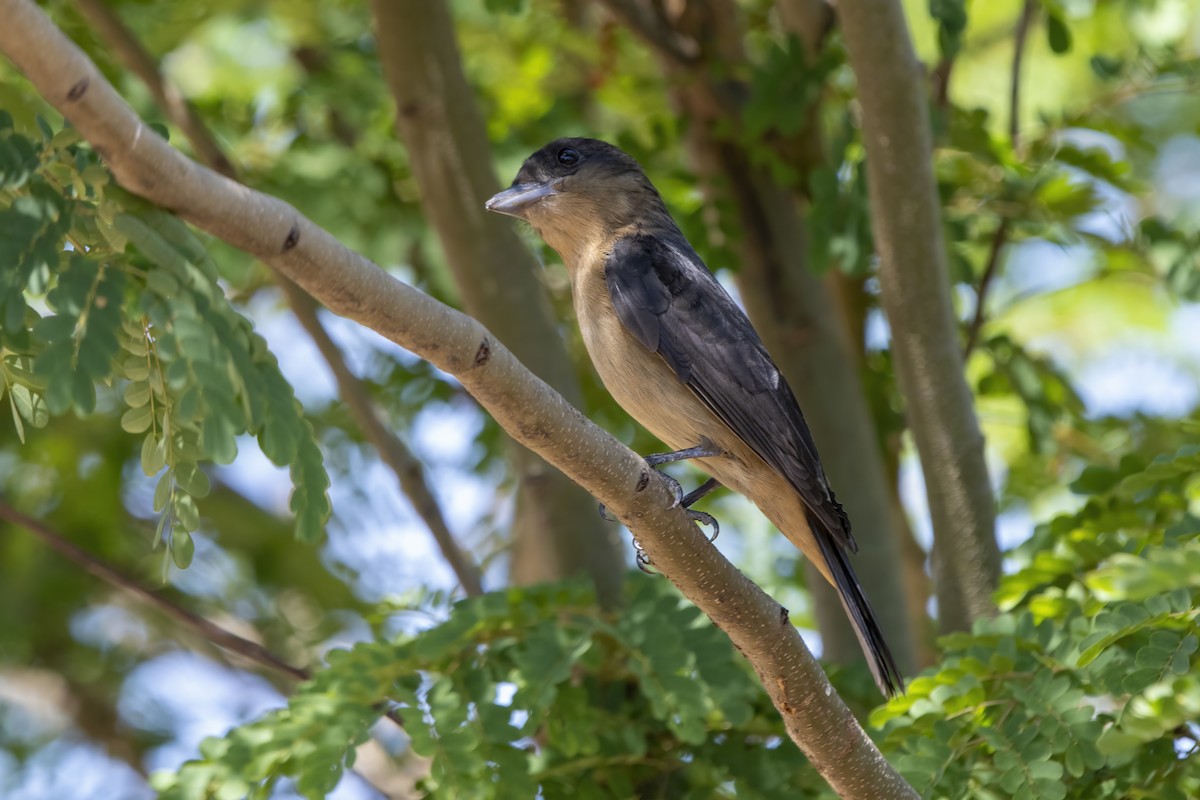 Crested Becard - ML643573004