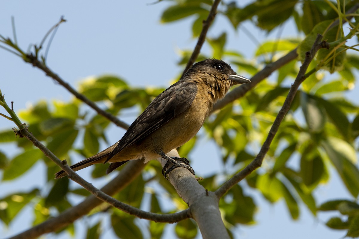 Crested Becard - ML643573005