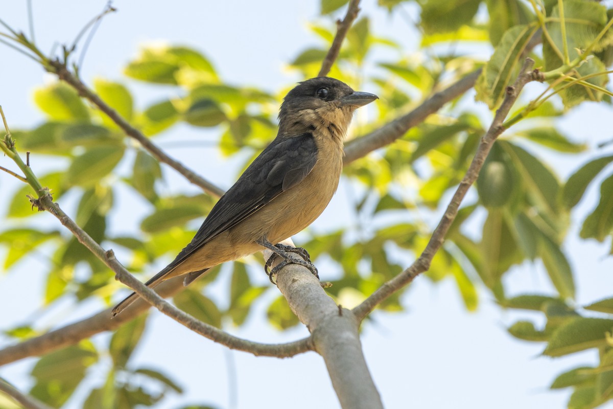 Crested Becard - ML643573006