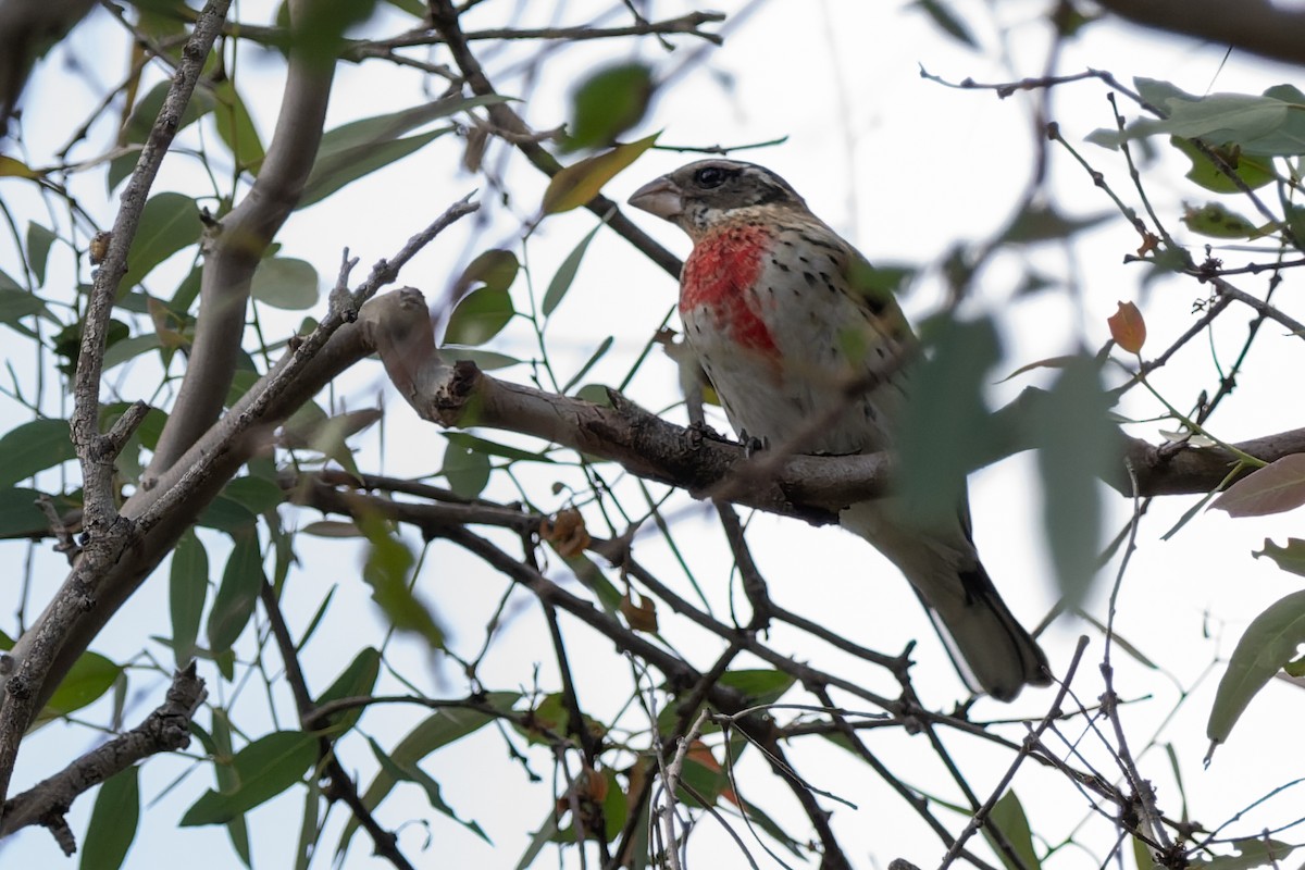 Rose-breasted Grosbeak - ML643573014