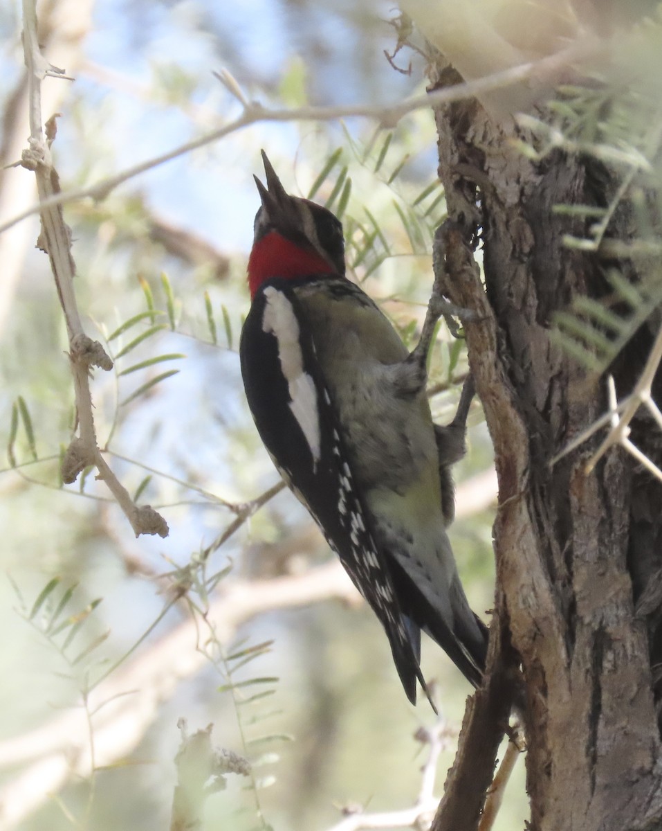 Red-naped Sapsucker - ML643573015
