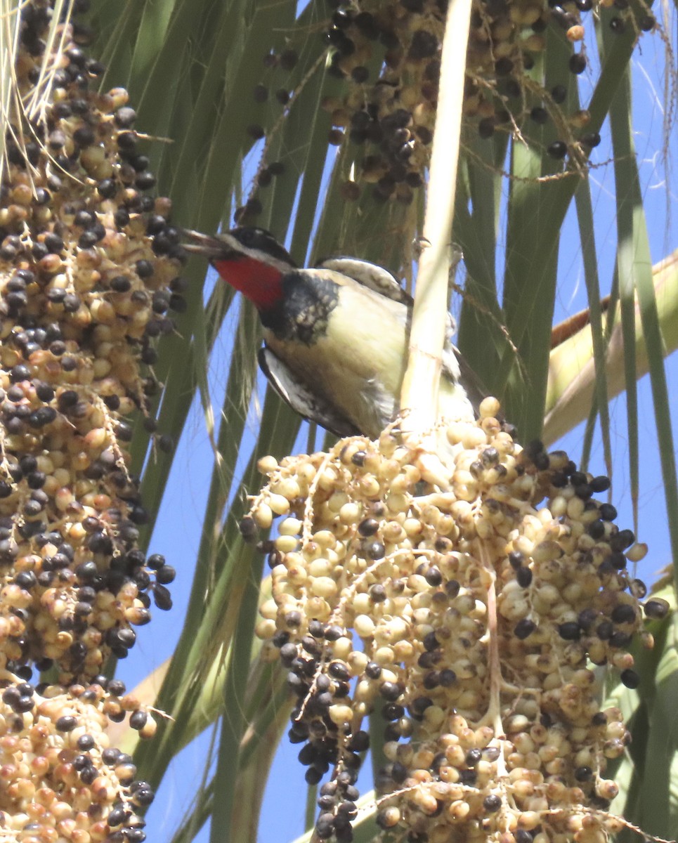 Red-naped Sapsucker - ML643573016