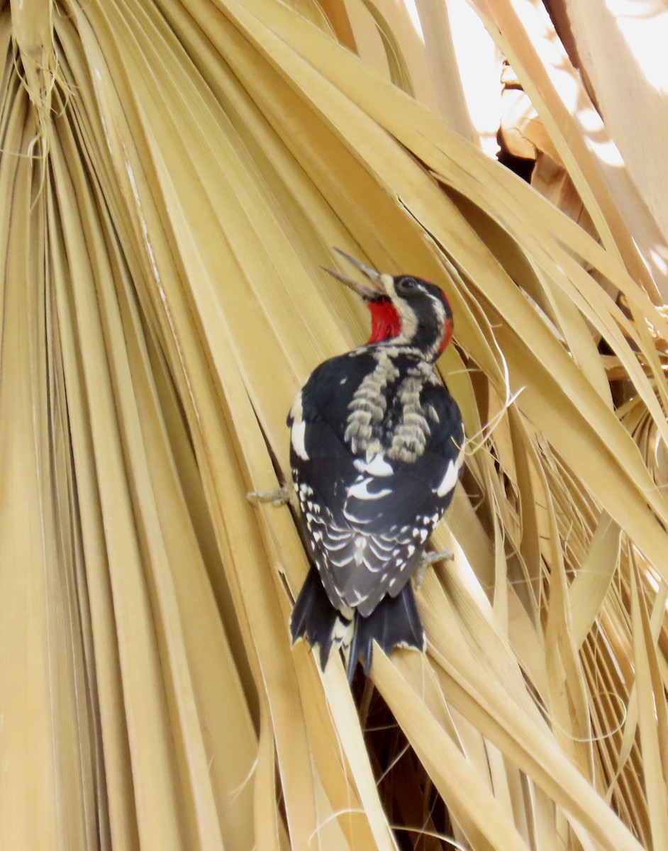Red-naped Sapsucker - ML643573017