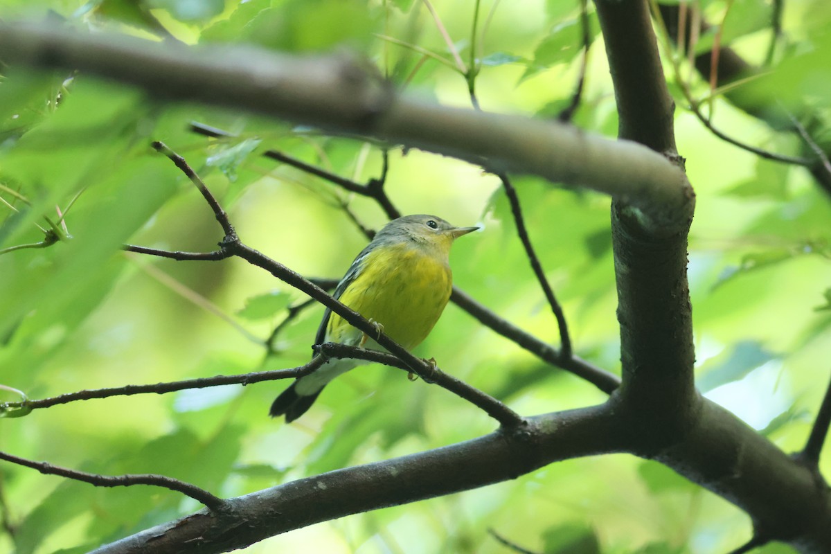 Magnolia Warbler - ML643573019