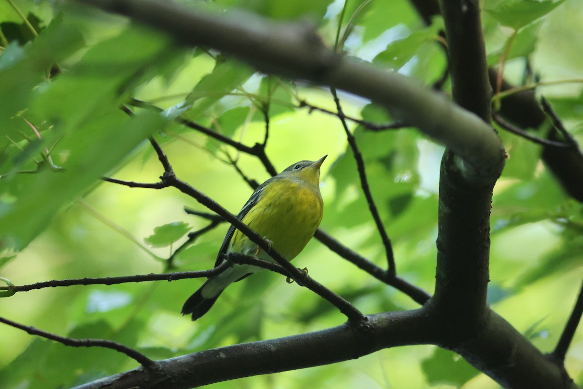 Magnolia Warbler - ML643573020