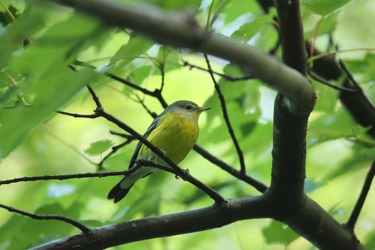 Magnolia Warbler - ML643573021