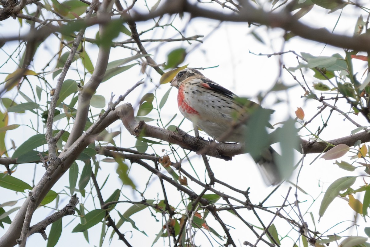 Rose-breasted Grosbeak - ML643573022