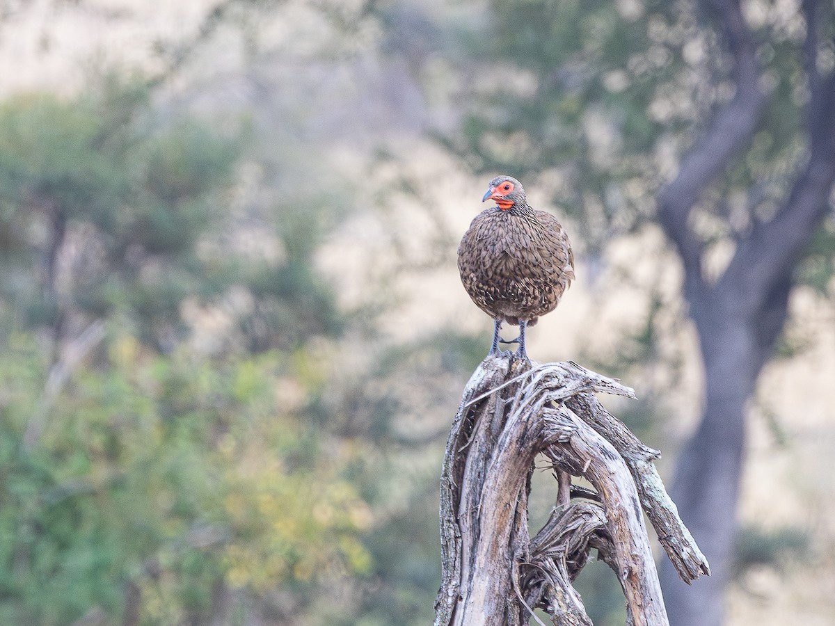 Swainson's Spurfowl - ML643573023