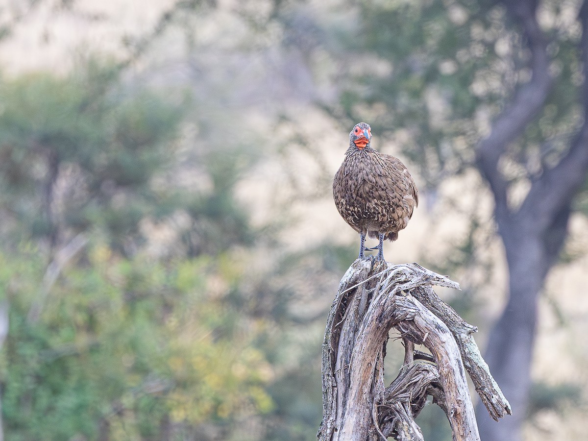 Swainson's Spurfowl - ML643573024
