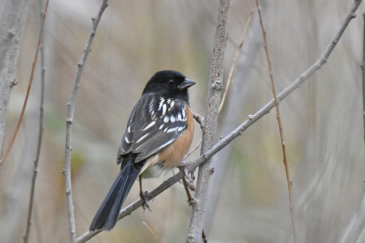 ホシワキアカトウヒチョウ - ML643573028