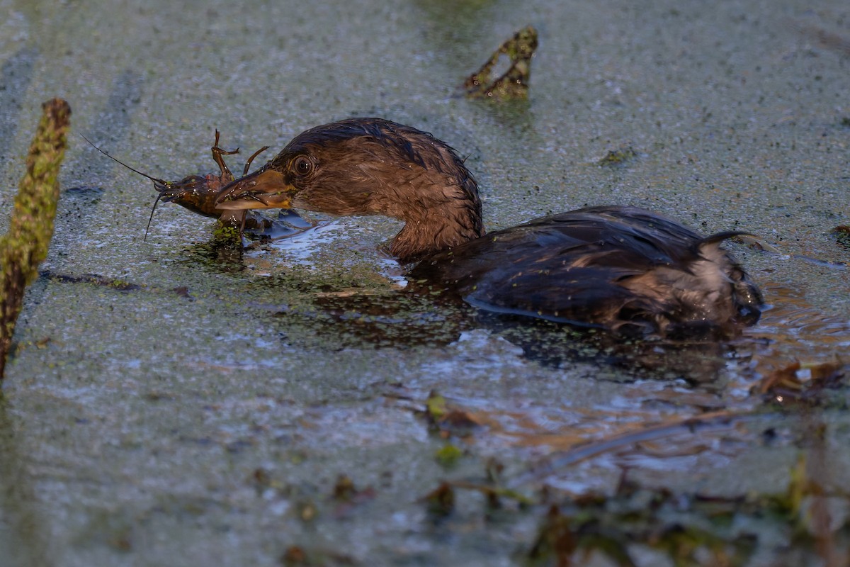 Pied-billed Grebe - ML643573053