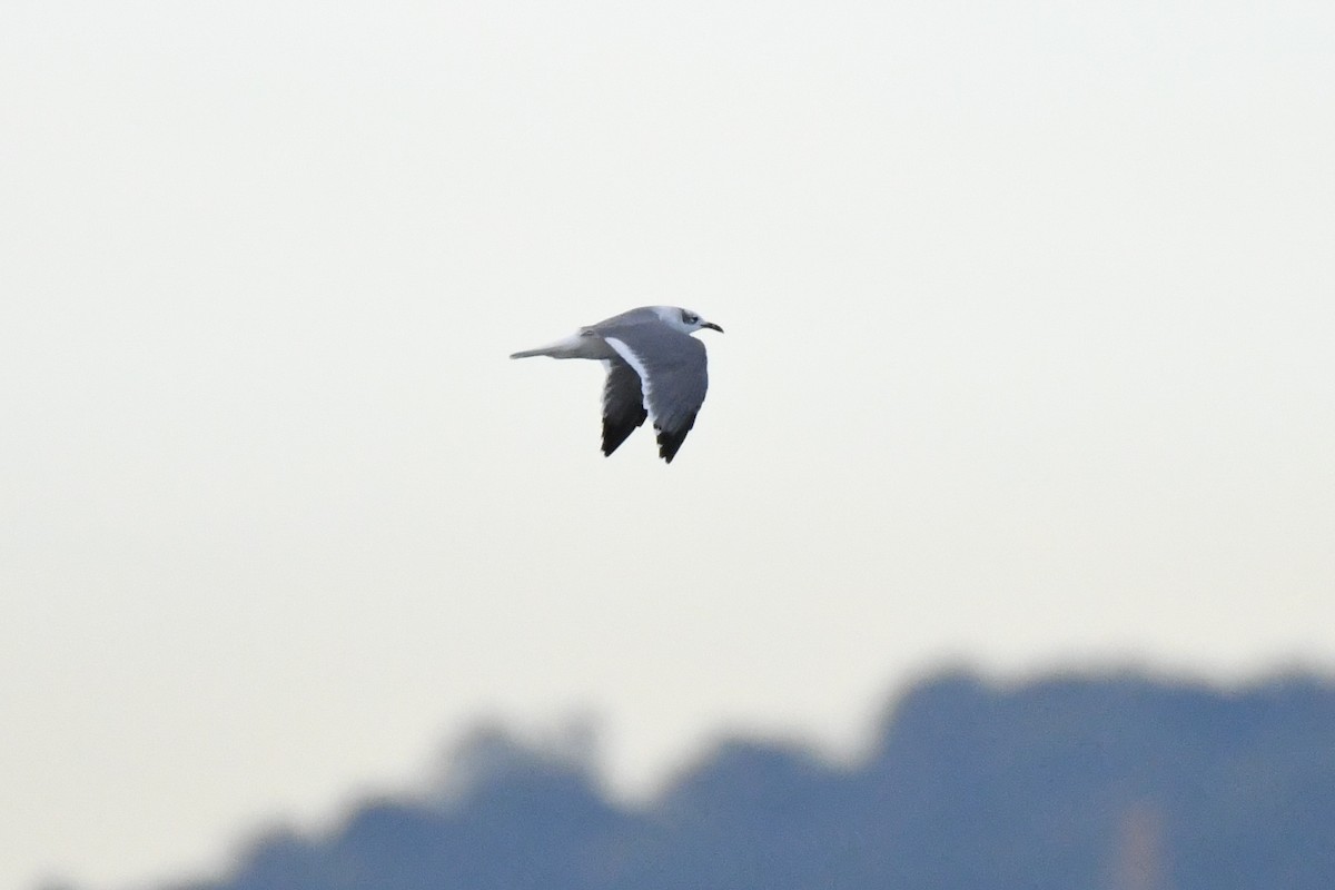 Laughing Gull - ML643573061