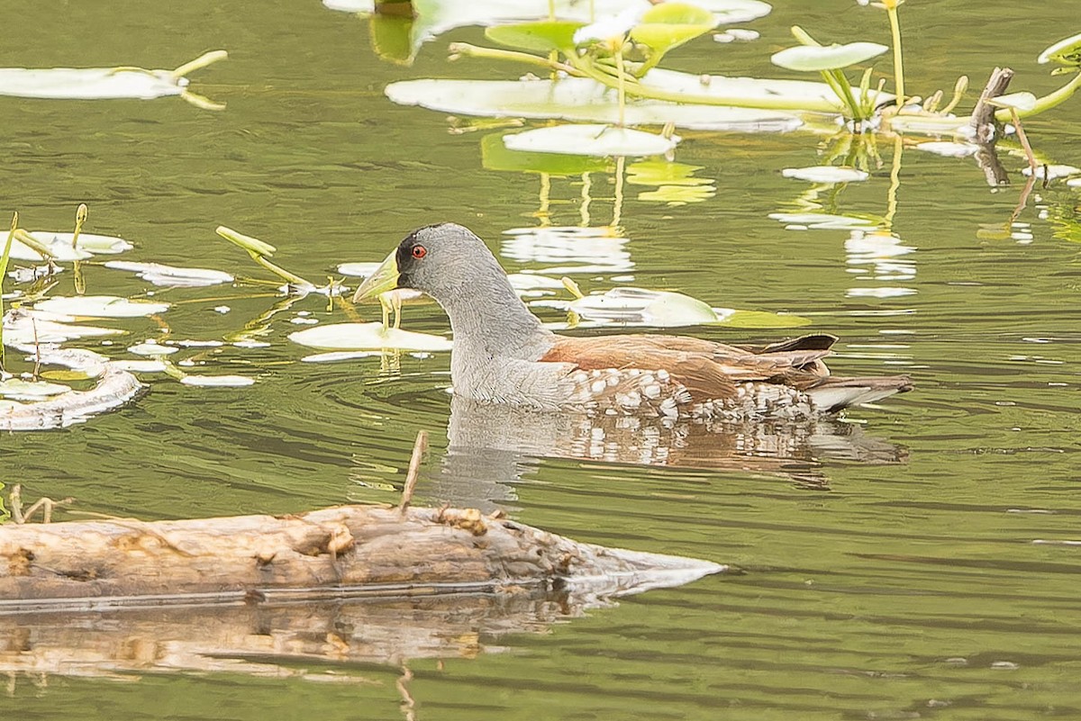 Spot-flanked Gallinule - ML643573069
