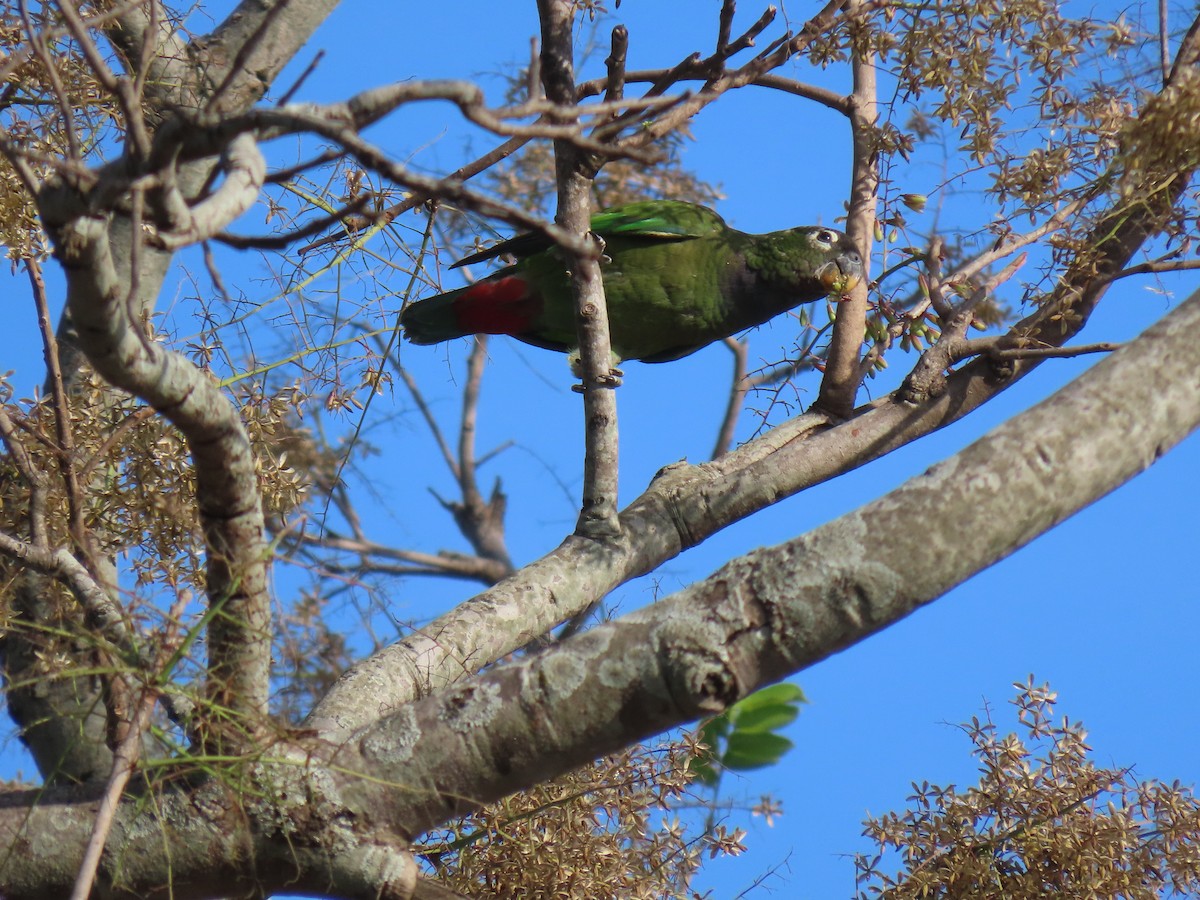 Scaly-headed Parrot - ML643573073