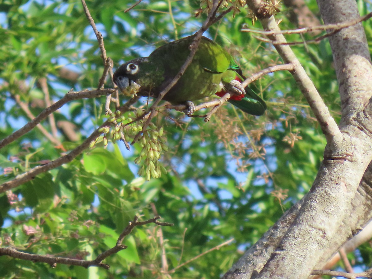 Scaly-headed Parrot - ML643573074