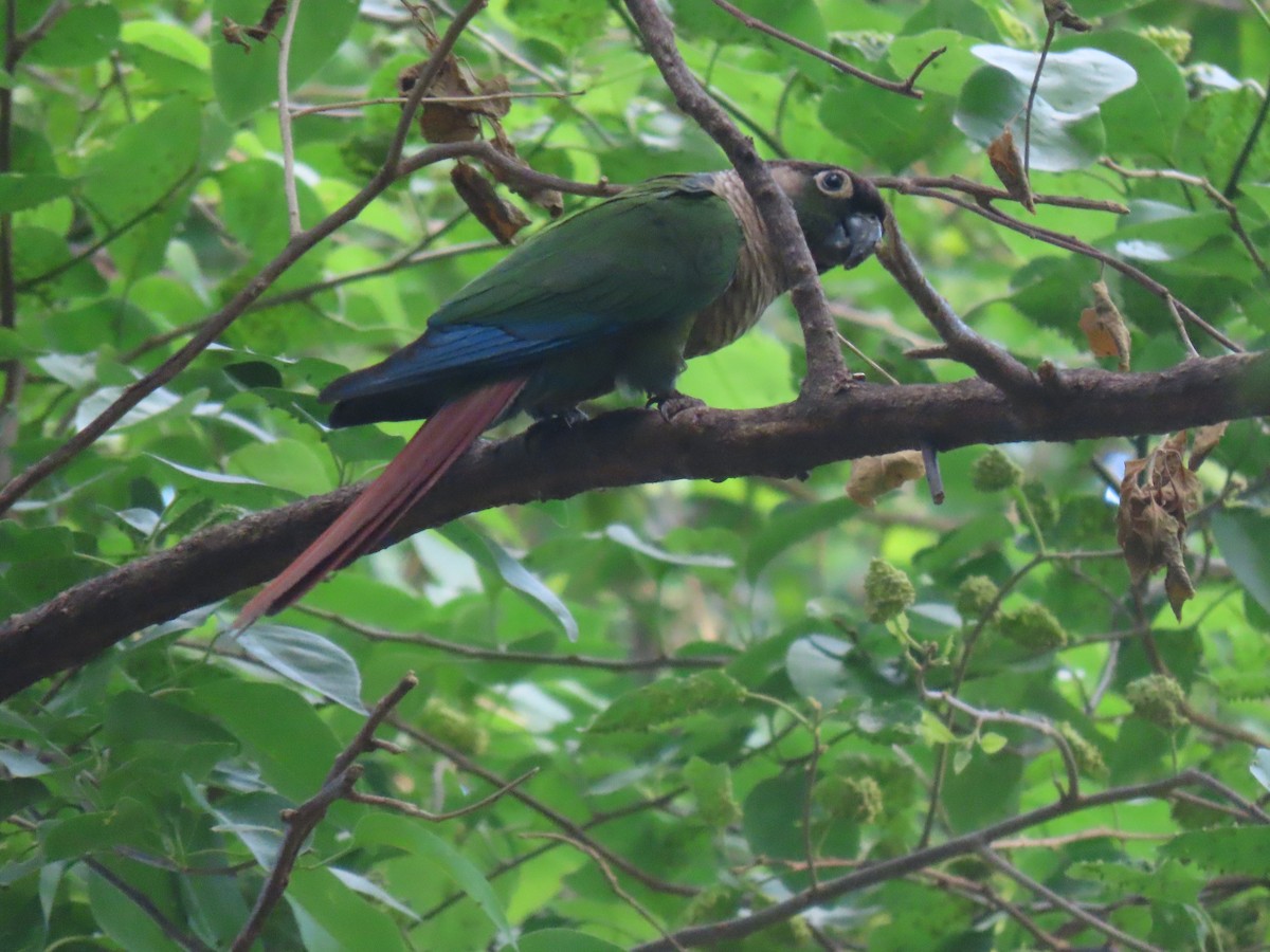 Green-cheeked Parakeet - ML643573090
