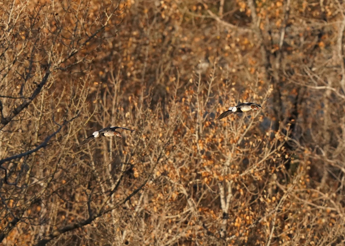 Хумхин бохио - ML643573095