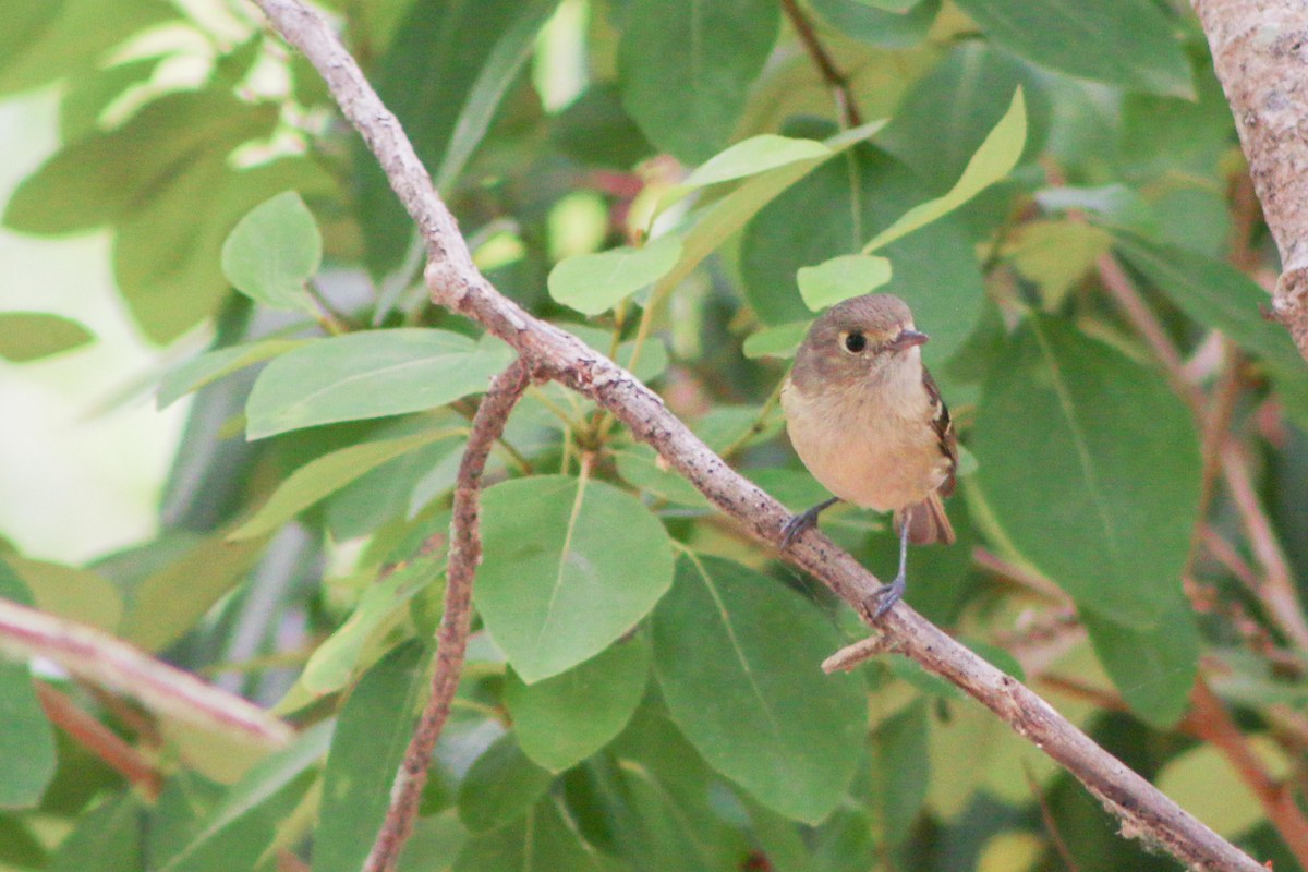Hutton's Vireo - ML643573102