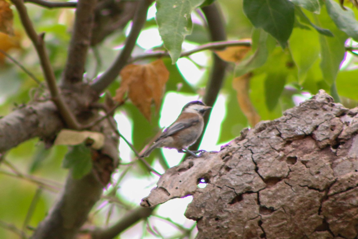 Chestnut-backed Chickadee - ML643573113