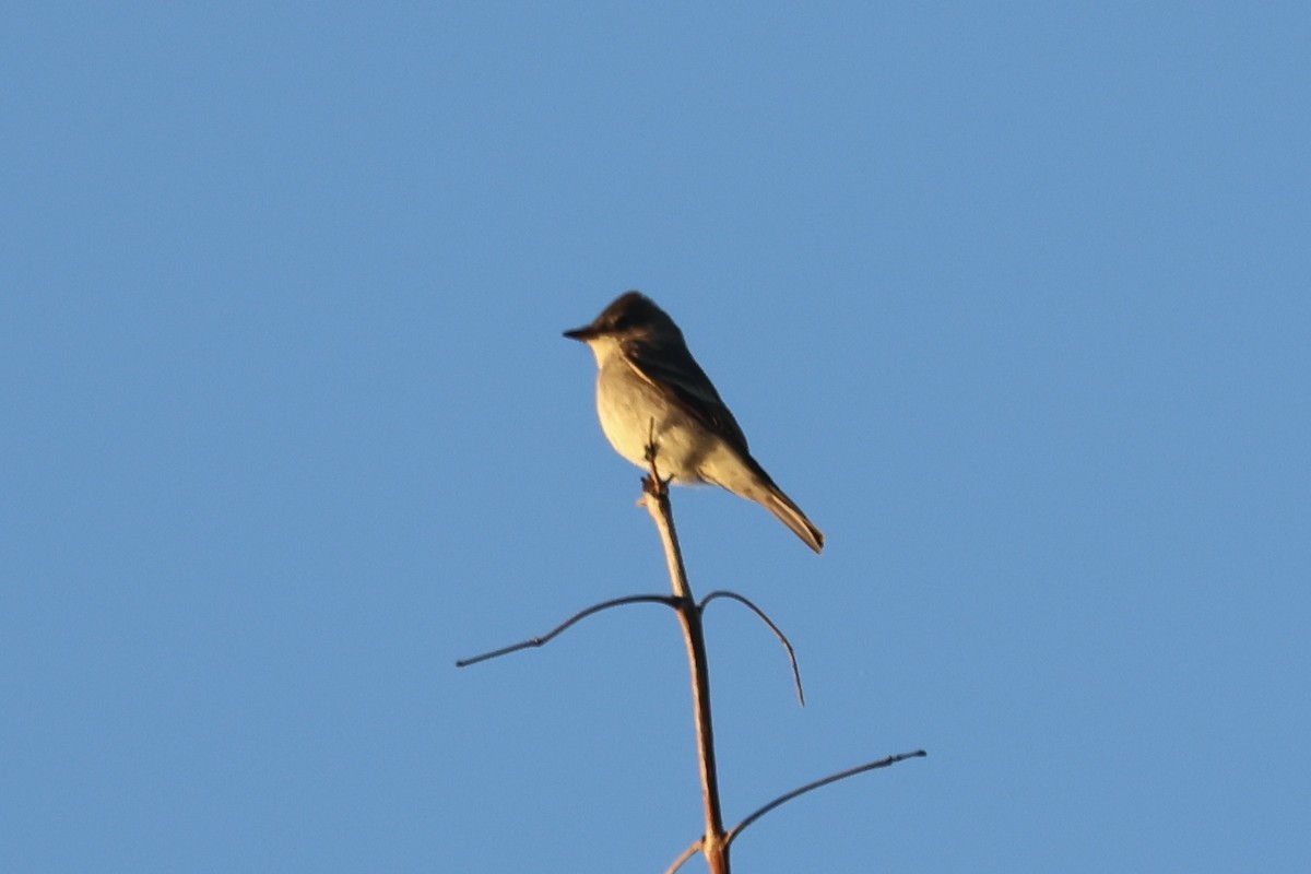 Western Wood-Pewee - ML643573114