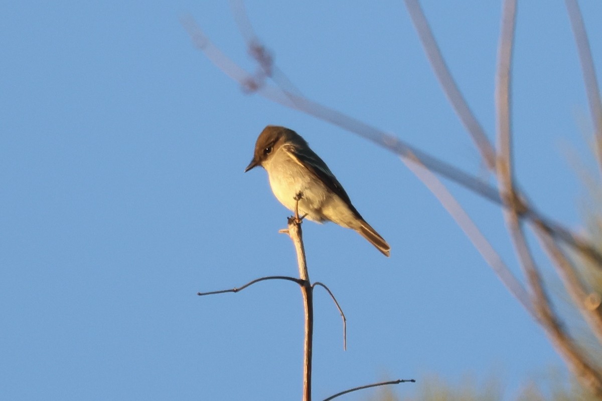 Western Wood-Pewee - ML643573115
