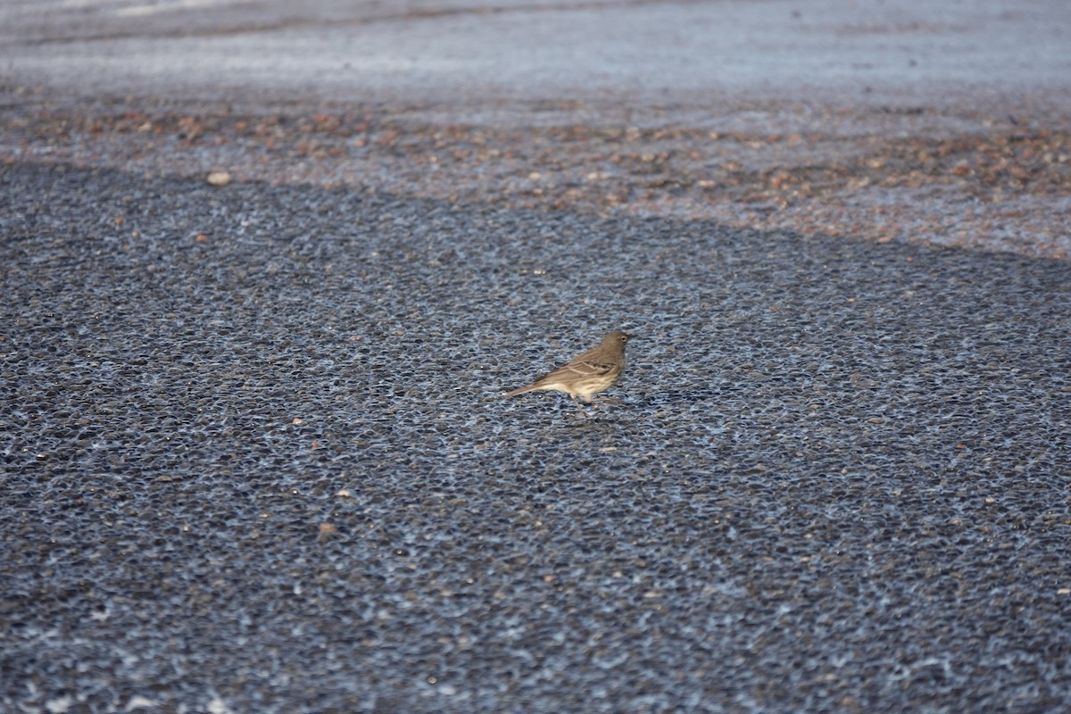 Rock Pipit - ML643573138