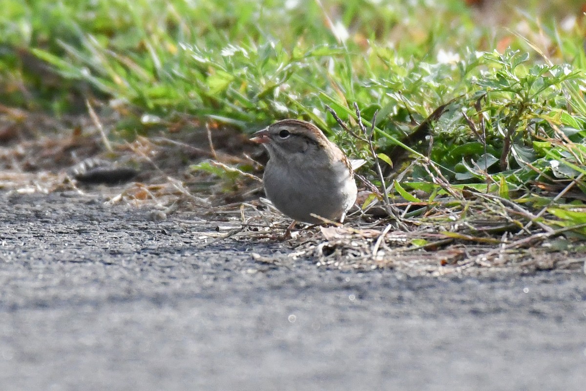 Chipping Sparrow - ML643573146