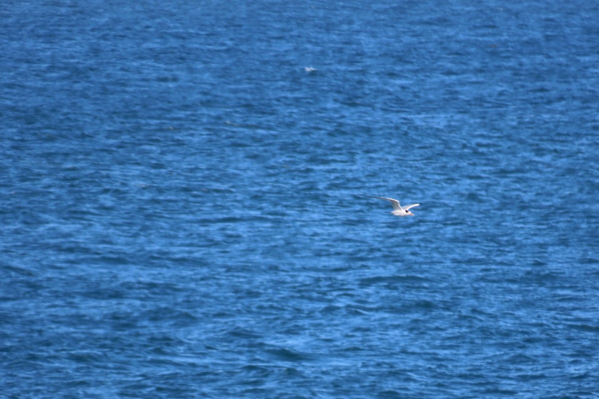 Elegant Tern - ML643573149