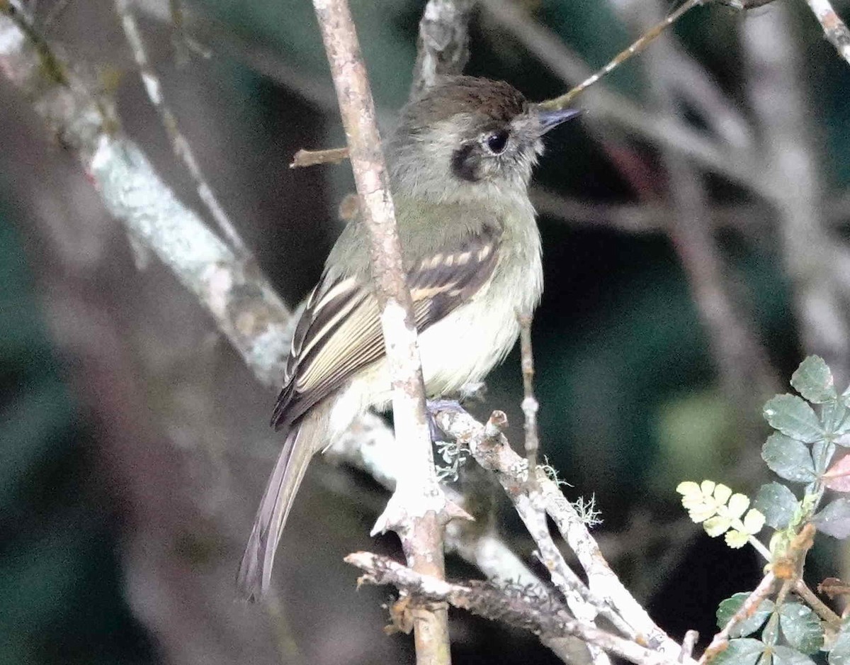 Sepia-capped Flycatcher - ML643573161