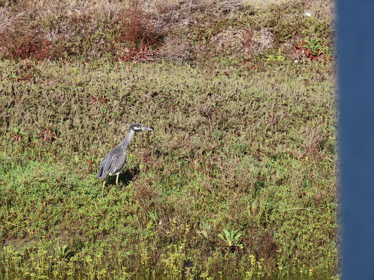 Yellow-crowned Night Heron - ML643573164
