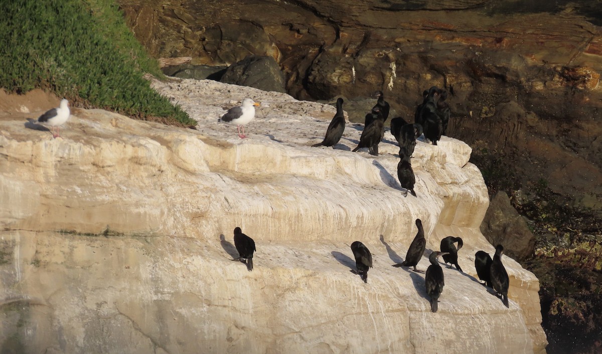 Brandt's Cormorant - ML643573171
